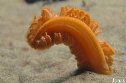 Pennatulacea