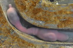 Urechidae