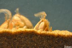 Hippidae