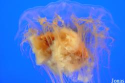 Monterey Bay Aquarium