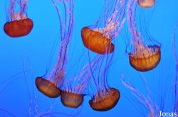 Monterey Bay Aquarium