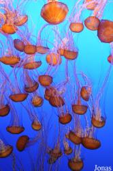 Monterey Bay Aquarium