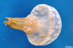 Monterey Bay Aquarium