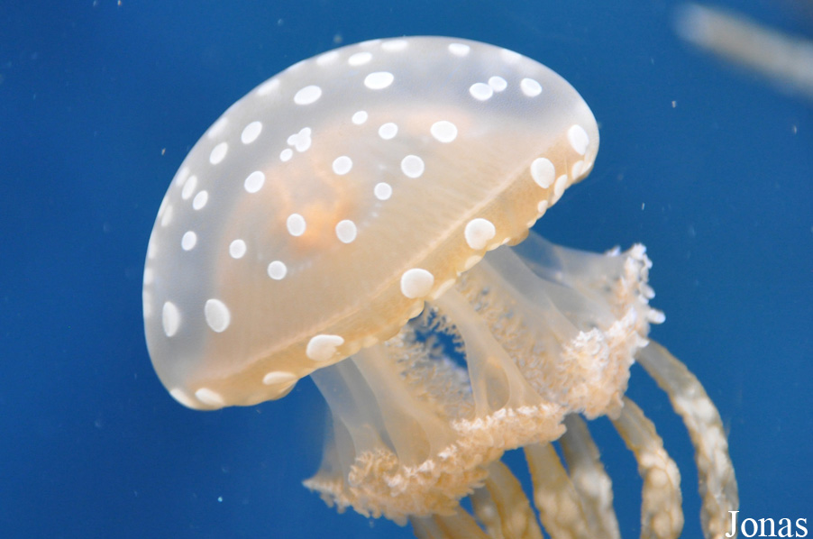 Monterey Bay Aquarium