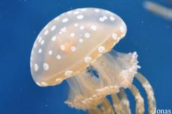 Monterey Bay Aquarium