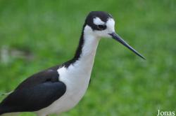 Recurvirostridae