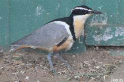 Pluvianidae