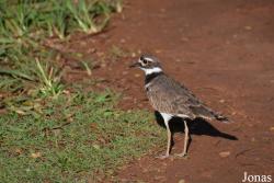 Charadrius vociferus