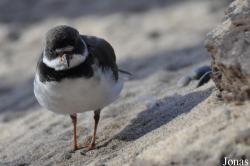 Charadrius semipalmatus