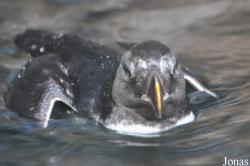 Monterey Bay Aquarium