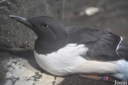 Uria aalge californica