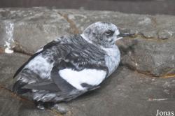Monterey Bay Aquarium