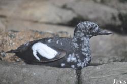 Monterey Bay Aquarium