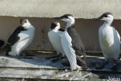 Uria aalge albionis