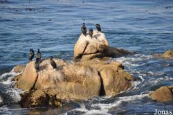 Monterey Bay Aquarium