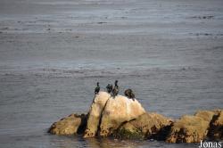 Monterey Bay Aquarium
