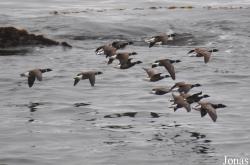 Piedras Blancas Elephant Seal Rookery