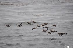 Piedras Blancas Elephant Seal Rookery