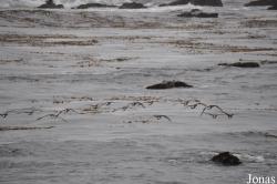 Piedras Blancas Elephant Seal Rookery