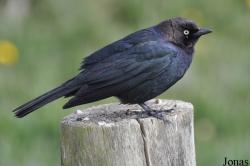 Euphagus cyanocephalus