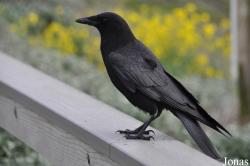 Corvus brachyrhynchos