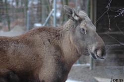 Tierpark Dählhölzli