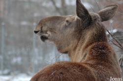 Tierpark Dählhölzli