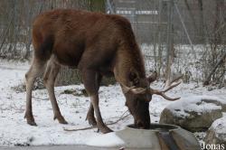 Tierpark Dählhölzli