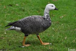 Anser canagicus x Branta leucopsis