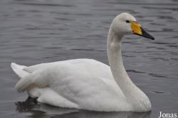 WWT Martin Mere Wetland Centre