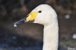 Blackbrook Zoological Park