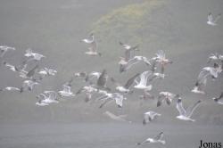 Larus sp.