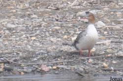 Mergus merganser americanus