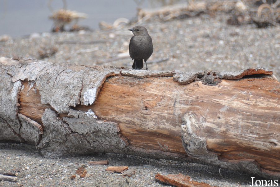 Moonstone Beach