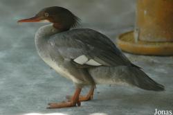 Mergus merganser orientalis
