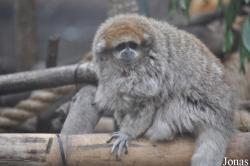 Callicebus donacophilus
