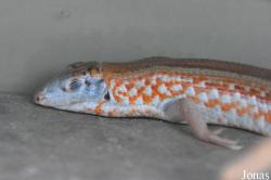 Tracheloptychus petersi