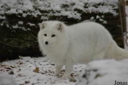 Tierpark Dählhölzli