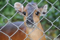 Charles Paddock Zoo