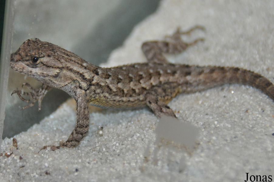 Santa Barbara Museum of Natural History