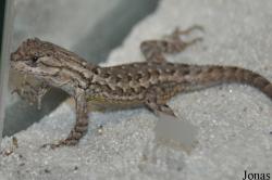 Uta stansburiana