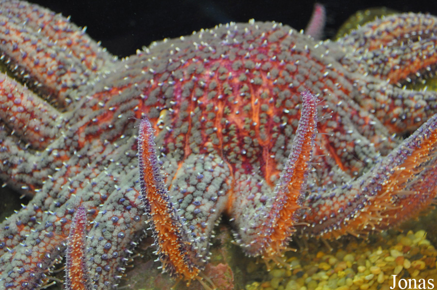 Ty Warner Sea Center
