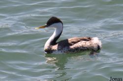 Aechmophorus occidentalis