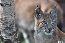 Lynx lynx
