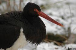 Tierpark Dählhölzli