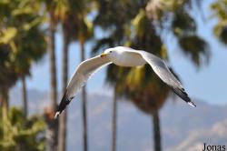 Santa Barbara