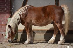 Cheval Schwarzwälder Kaltblut