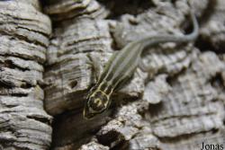Lygodactylus kimhowelli