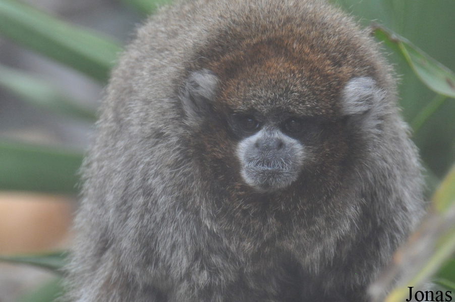 Santa Barbara Zoo