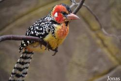 Lybiidae